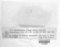 Mycosphaerella ulmi image
